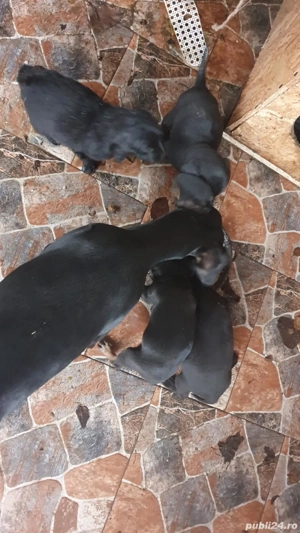 Catei teckel  - imagine 4