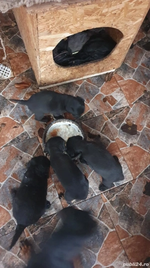 Catei teckel  - imagine 3