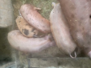 Disponibili 4 purcei de 14 săptămâni 