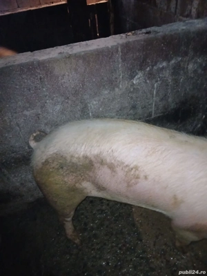 Porci de carne  - imagine 4