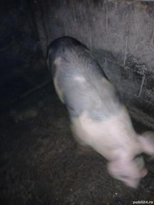 Porci de carne  - imagine 3