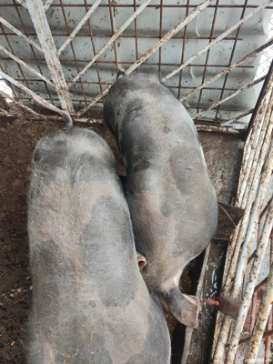 Schimb purcel petren necastrat cu purcelușă din altă rasă  - imagine 2