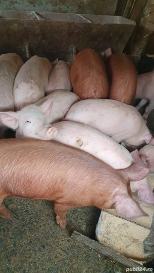 Grăsuni de vânzare  - imagine 3