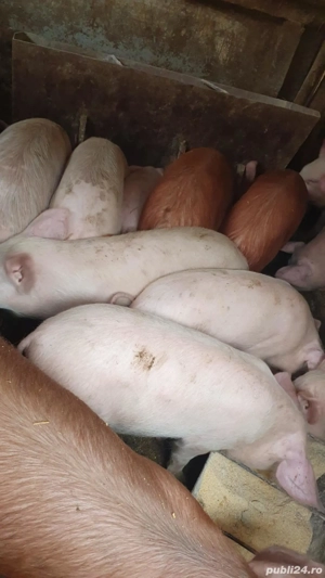 Grăsuni de vânzare  - imagine 2