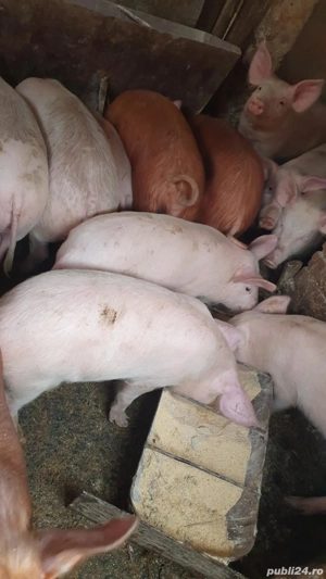 Grăsuni de vânzare  - imagine 4