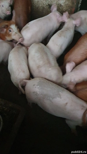 Grăsuni de vânzare  - imagine 5