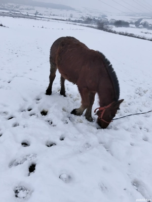 manz de vanzare - imagine 4