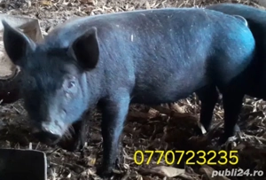 Purcei de vanzare . - imagine 3