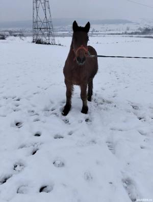 manz de vanzare - imagine 2