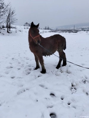 manz de vanzare - imagine 5