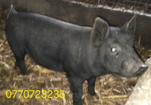 Purcei de vanzare . - imagine 4