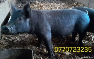 Purcei de vanzare . - imagine 2