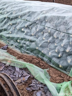 varza rosie de depozitare  - imagine 2