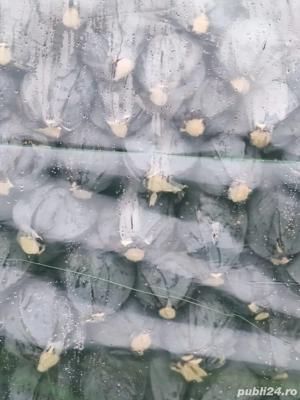 varza rosie de depozitare 