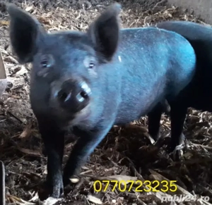 Purcei de vanzare . - imagine 4