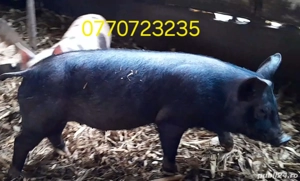 Purcei de vanzare . - imagine 3