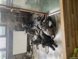 De vânzare căței rasa Cane Corso - imagine 2