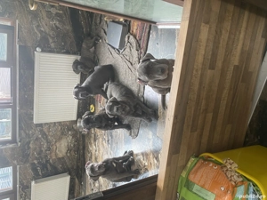 De vânzare căței rasa Cane Corso - imagine 3