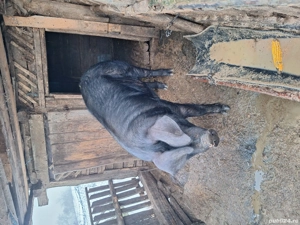 Vând  porc de sacrificat