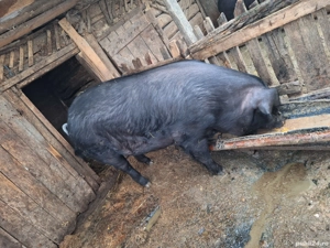 Vând  porc de sacrificat - imagine 2