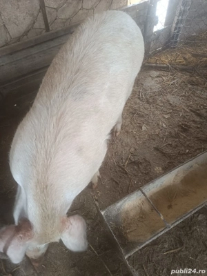 Vând scroafa gestanta 