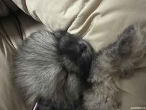 Pui Pomeraniani rasa pură