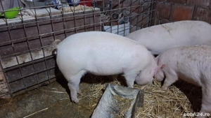 Scrofite de vanzare si un mascure.Felnac - imagine 5