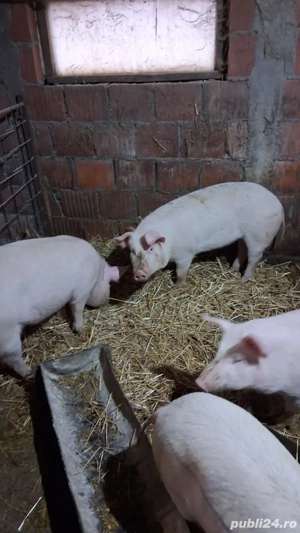 Scrofite de vanzare si un mascure.Felnac - imagine 3