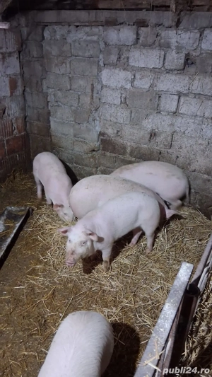 Scrofite de vanzare si un mascure.Felnac - imagine 4