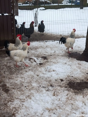 vand cocoși - imagine 2