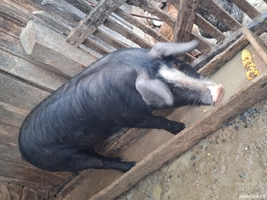 Vând godin de 100 kg  - imagine 2