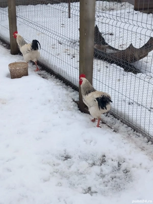 vand cocoși - imagine 3