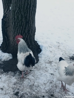 vand cocoși - imagine 4