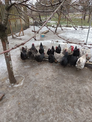 Găini și cocosi austrolop