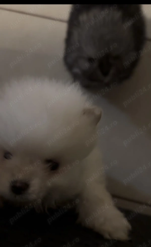 Pui Pomeraniani rasa pură - imagine 4