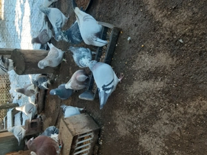 Porumbei voiajor standard  - imagine 3