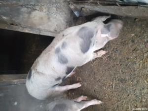 porc de vanzare