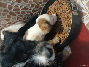 donez catei  - imagine 2