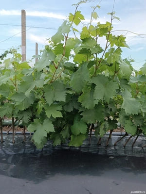 Butași vita de vie altoita 