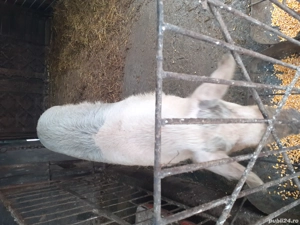 porc de vinzare - imagine 2