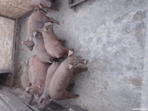 grasunasi duroc  - imagine 3