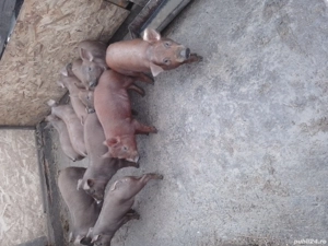 grasunasi duroc  - imagine 4