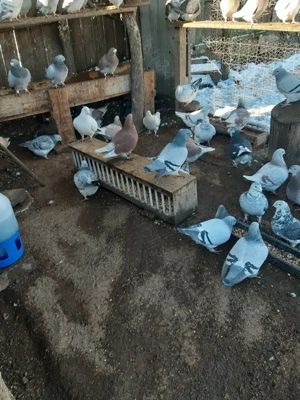 Porumbei voiajor standard VRDF  - imagine 5