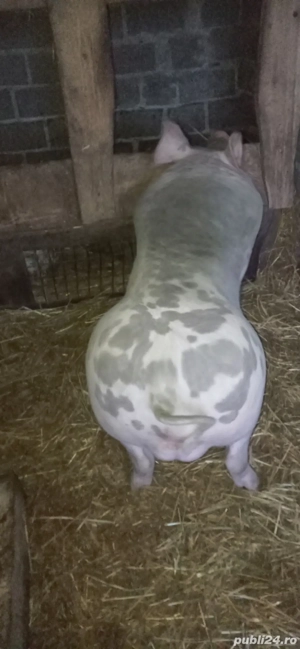 vând vier pietran - imagine 3