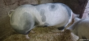 vând două purcele pietran