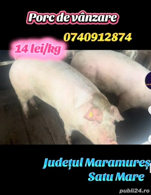 porc de carne  - imagine 2