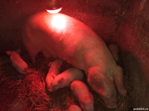 Scroafa de vânzare  - imagine 2