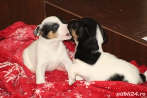 jack russell terrier