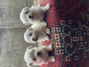 Bichon maltez talie mica