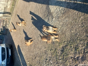 Ciobanesc Belgian Malinois 